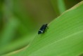 /album/hemiptera/empoasca-sp-ii-jpg/